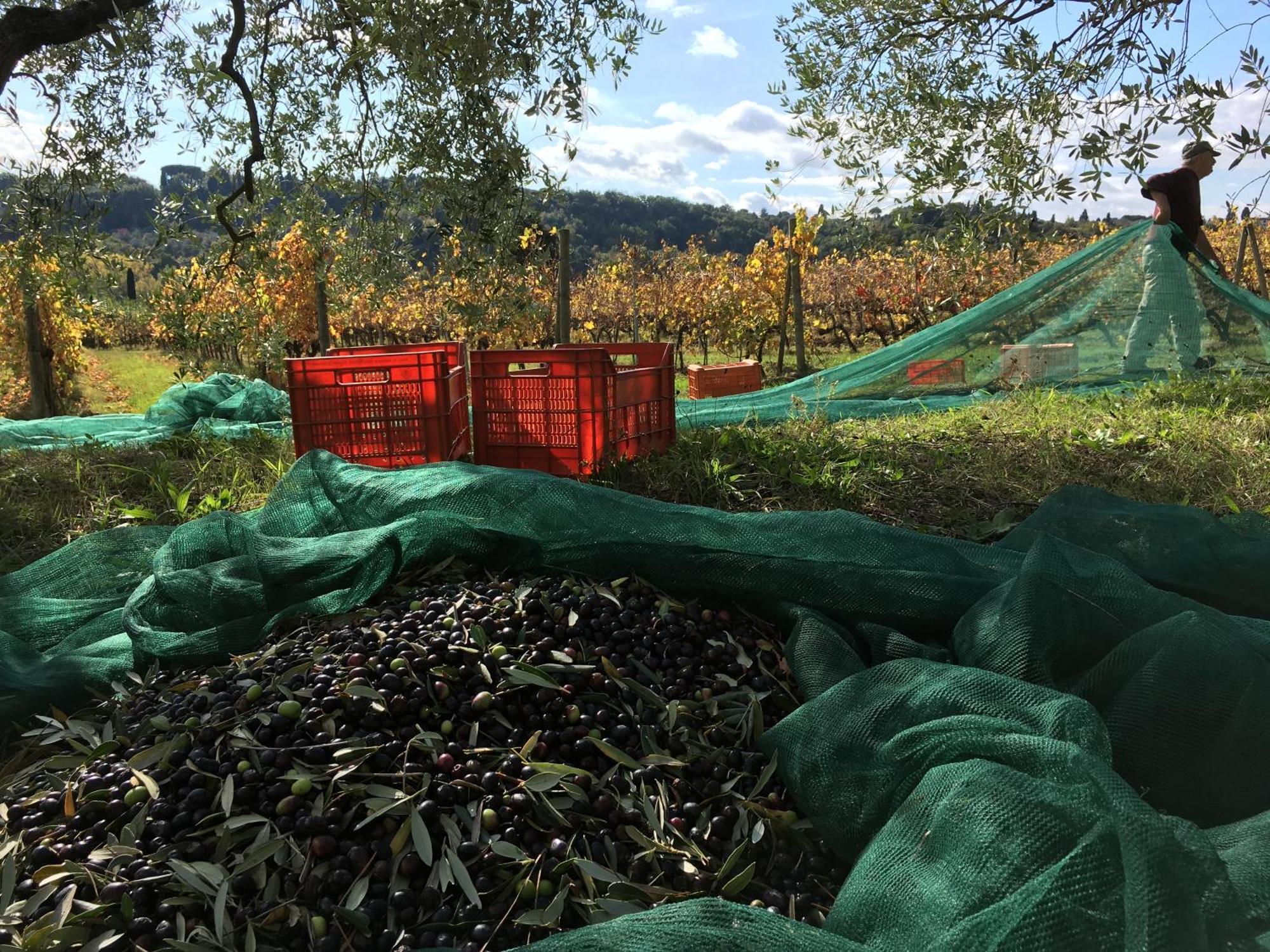 Tenuta Guardastelle - Agriturismo And Vineyard Σαν Τζιμινιάνο Εξωτερικό φωτογραφία